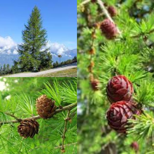 Seeds for planting, Larix decidua seeds, European Larch,~ bulk wholesale seed.