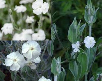 Seeds for planting, Lychnis alba seeds,  Bladder Campion, White Cockle, White Campion, Evening Lychnis,~ bulk wholesale seed.