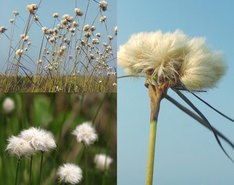 Seeds for planting, Eriophorum virginicum seeds, tawny cotton grass, hare's-tail cottongrass, ~ bulk wholesale lot 100 seed.