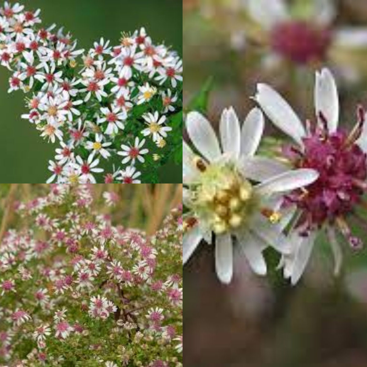 Symphyotrichum lateriflorum illinois