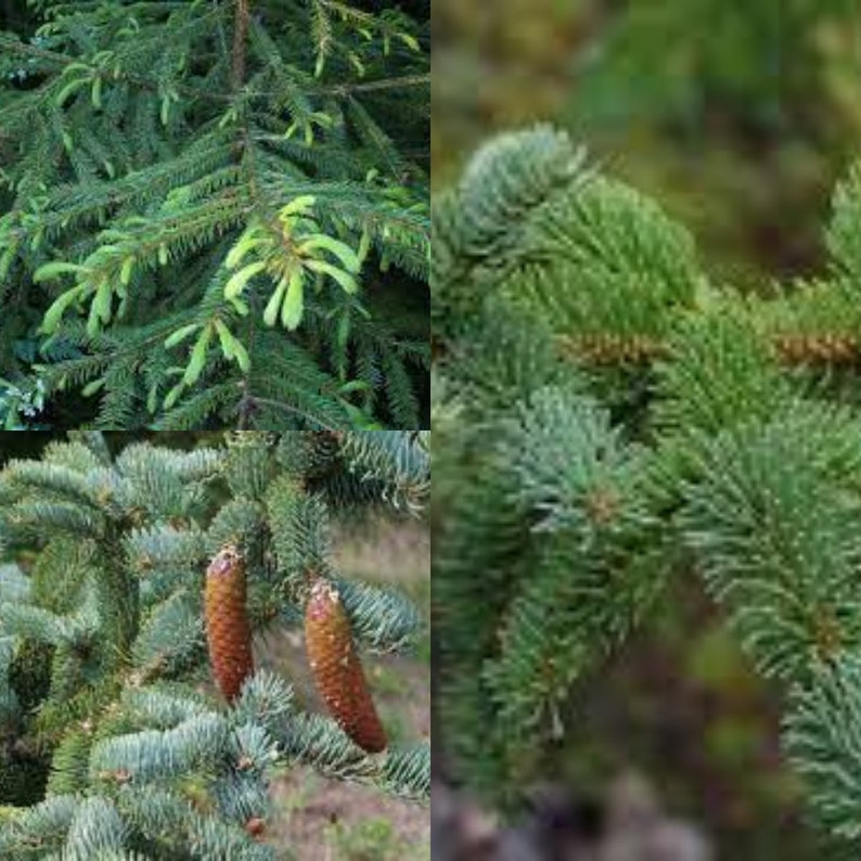 Seeds for planting, Picea koraiensis seeds, Korean Spruce, bulk wholesale 71 seed. image 1