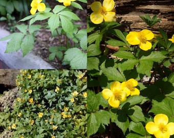 Seeds for planting, Hylomecon vernalis seeds, Forest,~ bulk wholesale seed.