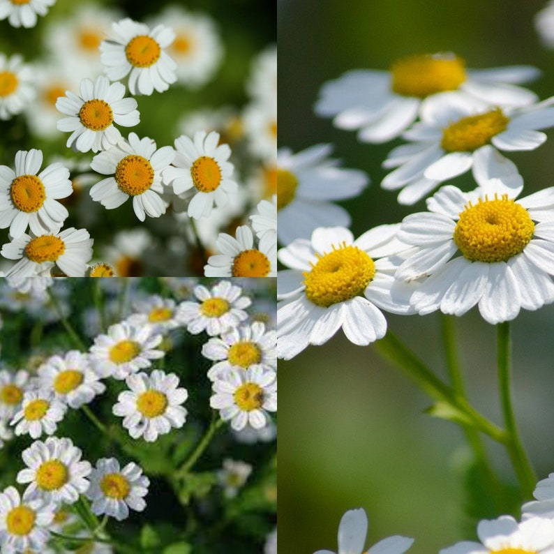 Seeds for planting, Chrysanthemum parthenium seeds, Altamiza, Bachelor's Buttons, Feverfew, bulk wholesale seed image 1