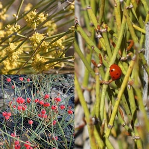 Ephedra Sinica Seeds - Etsy
