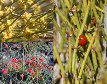 Seeds for planting, Ephedra nevadensis seeds, Nevada Jointfir, Nevada Mormon Tea,~ bulk wholesale seeds.