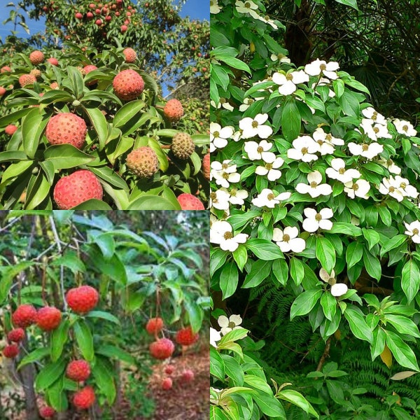 Seeds for planting, Cornus capitata seeds, Bentham's Cornel, Evergreen Dogwood, ~ bulk wholesale lot seed.