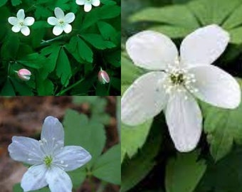 Seeds for planting, Anemone quinquefolia seeds, Wind Flower, Wood anemone, Twoleaf anemone, Nightcaps,~ bulk wholesale lot 50 seed.