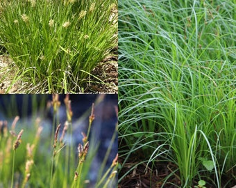 Seeds for planting, Carex pensylvanica seeds, pennsylvania sedge, penn sedge, early sedge, common oak sedge, ~ bulk wholesale lot 25 seed.