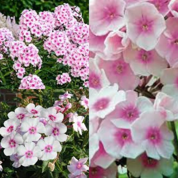 Seeds for planting, Phlox paniculata seeds, Fall Phlox, Garden Phlox,~ bulk wholesale seed.