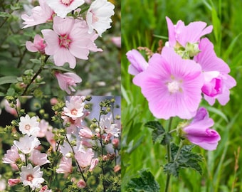 Seeds for planting, Lavatera thuringiaca seeds, Tree Mallow, Tree Lavatera, Gay Mallow~ bulk wholesale lot 118 seeds.