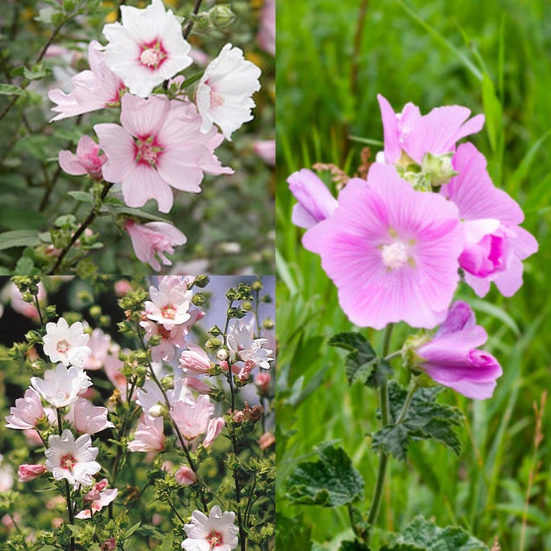 Seeds for planting, Lavatera thuringiaca seeds, Tree Mallow, Tree Lavatera, Gay Mallow bulk wholesale lot 118 seeds. image 1