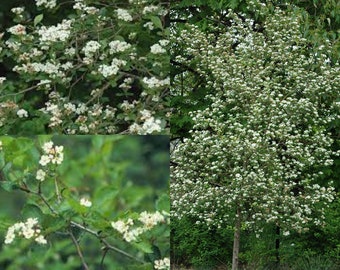 Seeds for planting, Crataegus douglasii seeds, Black Hawthorn, River Hawthorn,~ bulk wholesale 14 seeds.