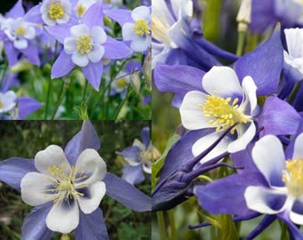 Seeds for planting, Aquilegia caerulea seeds, Colorado Blue Columbine, Colorado Columbine, Rocky Mountain Columbine, ~ bulk wholesale seed