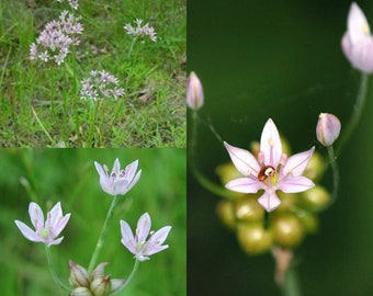 Seeds for planting, Allium canadense seeds, Canada onion, Canadian garlic, wild garlic, meadow garlic, ~ bulk wholesale lot 15 seed.