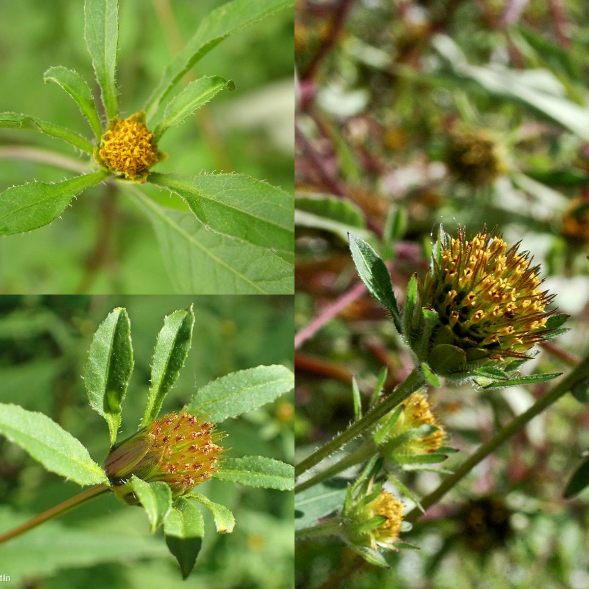 Seeds for Planting Bidens Frondosa Seeds Bur Marigold Leafy Etsy