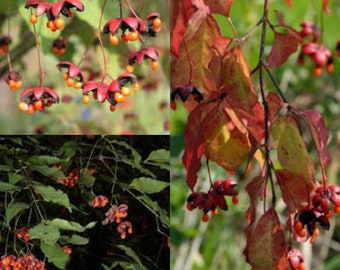 Seeds for planting, Euonymus oxyphyllus seeds, Japanese Spindle Tree,~ bulk wholesale seed.