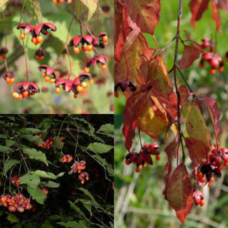 Seeds for planting, Euonymus oxyphyllus seeds, Japanese Spindle Tree, bulk wholesale seed. image 1