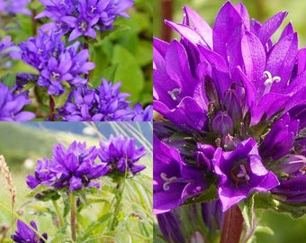 Seeds for planting, Campanula glomerata seeds, Dane's Blood, Clustered Bellflower, ~ bulk wholesale seed