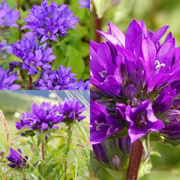 Seeds for planting, Campanula glomerata seeds, Dane's Blood, Clustered Bellflower, ~ bulk wholesale seed