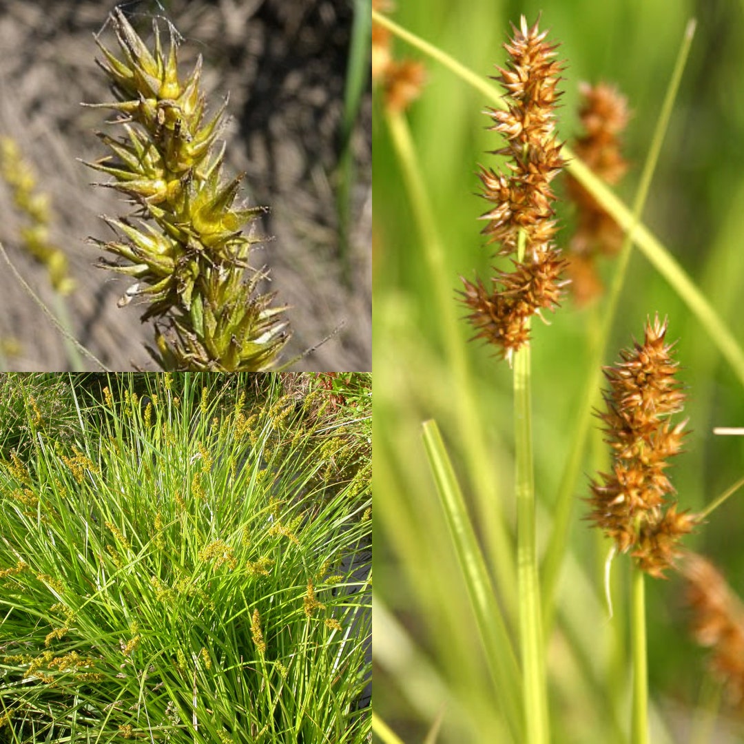 Seeds for Planting, Carex Stipata Seeds, Prickly Sedge, Awlfruited Sedge, Awlfruit Sedge