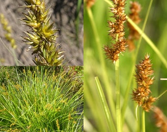 Seeds for planting, Carex stipata seeds,  prickly sedge, awl-fruited sedge, awlfruit sedge, owlfruit sedge, ~ bulk wholesale seed.