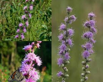 Seeds for planting, liatris aspera seeds, button blazing star, ~ bulk wholesale lot 100 seeds.