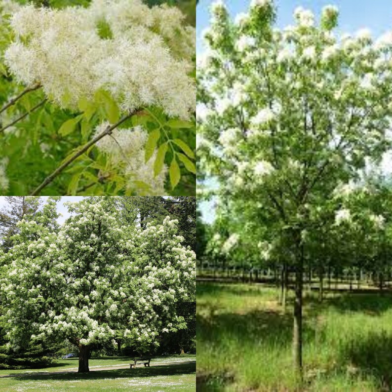 Seeds for planting, Fraxinus ornus seeds, Flowering Ash, bulk wholesale seed. image 1