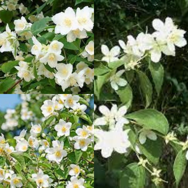 Seeds for planting, Philadelphus coronarius seeds,  Sweet Mock Orange, Garden Mockorange,~ bulk wholesale seed.