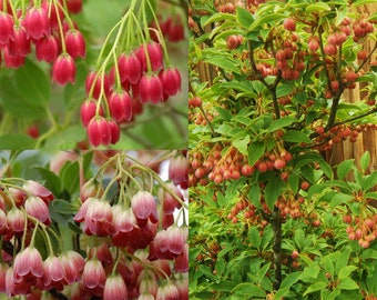 Graines pour la plantation, Graines d’Enkianthus campanulatus Palibinii, Enkianthus à veines rouges, ~ lot de gros en vrac 64 graines.