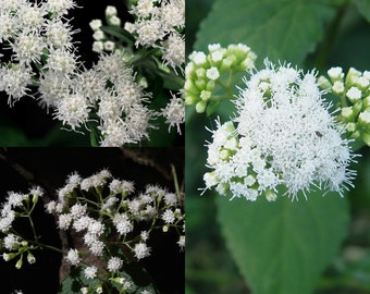 Seeds for planting, Ageratina altissima seeds, white snakeroot, richweed, white sanicle, ~ bulk wholesale lot 500 seed.