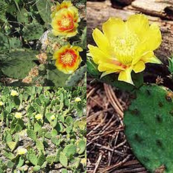 Seeds for planting, Opuntia humifusa seeds, devil's-tongue, Eastern prickly pear, ~ bulk wholesale seed