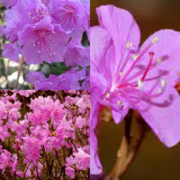 Seeds for planting, Ledum mucronulatum seeds, Rhododendron mucronulatum, Korean Rhododendron,~ bulk wholesale seed.