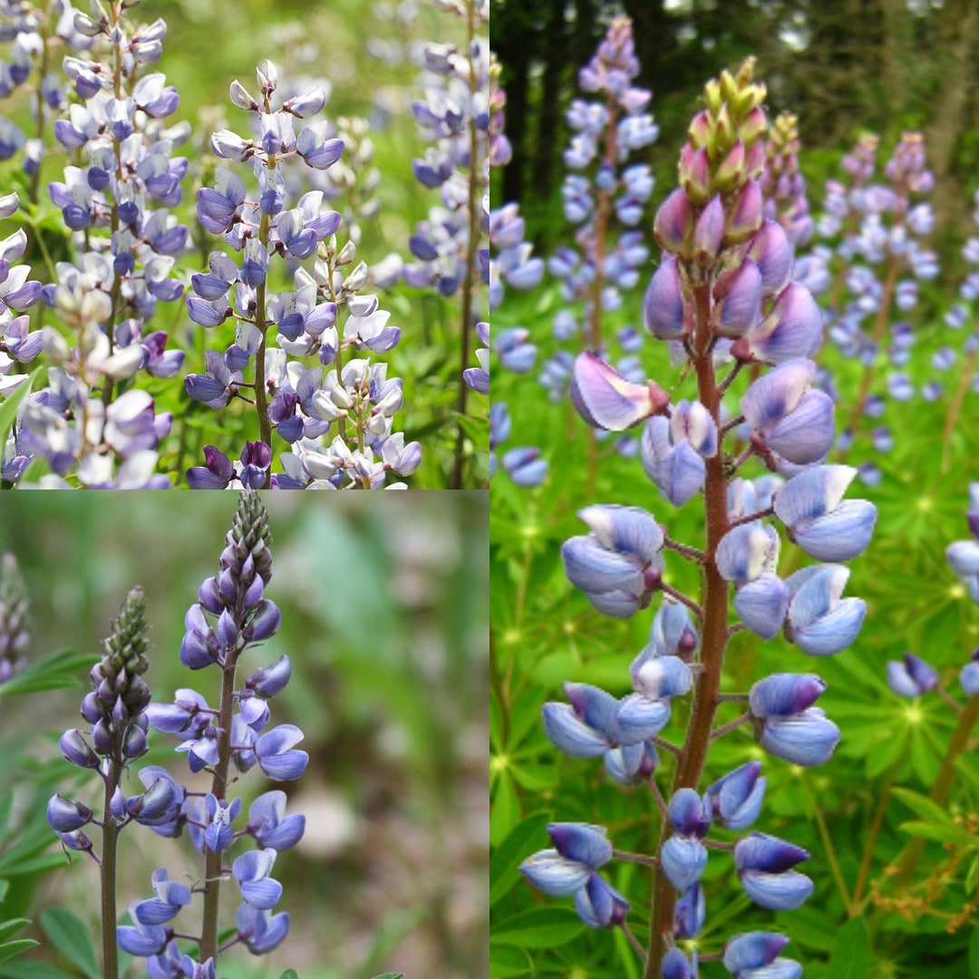 Seeds for Planting, Lupinus Perennis Seeds, Wild Perennial ...