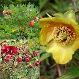 May include: Close-up of a yellow peony flower with a red center. The flower is in focus, while the green leaves are blurred in the background.
