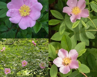 Seeds for planting, Rosa palustris seeds, swamp rose, ~ bulk wholesale seed.