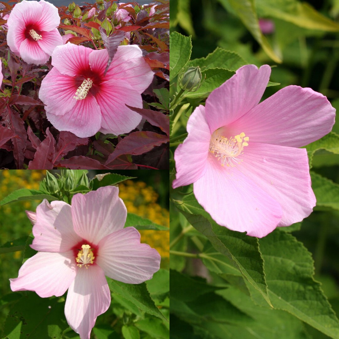 Seeds for Planting, Hibiscus Moscheutos Palustris Seeds, Crimsoneyed
