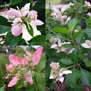 May include: A close-up of a pink flowering bush with green leaves. The flowers are in clusters and have a delicate, feathery appearance.