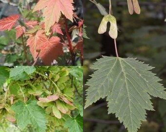 Seeds for planting, Acer glabrum seeds, Rocky Mountain Maple, Douglas Maple,~ bulk wholesale seeds.