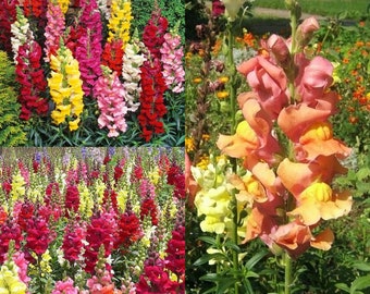Seeds for planting, Antirrhinum majus Maximum seeds, Garden Snapdragon, Snapdragon, ~ bulk wholesale seed