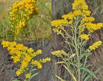 Seeds for planting, Solidago missouriensis seeds, Missouri Goldenrod,~ bulk wholesale seed.