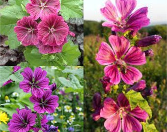 Seeds for planting, Malva sylvestris Mauritiana seed, High Mallow,~ bulk wholesale seed.