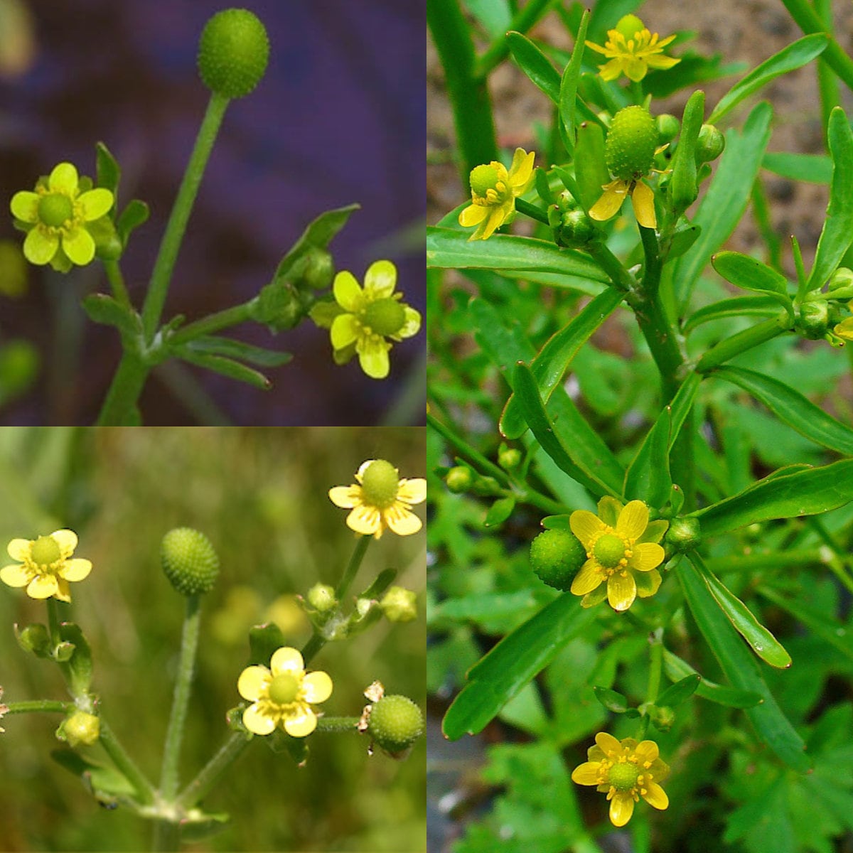 Seeds for Planting, Ranunculus Sceleratus Seeds, Celeryleaved Buttercup, Celeryleaf Buttercup