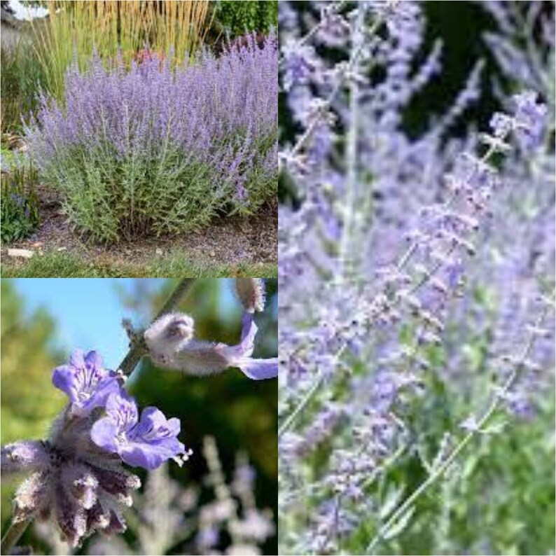 Seeds for planting, Perovskia atriplicifolia seeds, Russian Sage, bulk wholesale seed. image 1