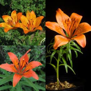 May include: Three orange lilies with dark spots on the petals. The lilies are in various stages of bloom. The lilies are in a garden setting.