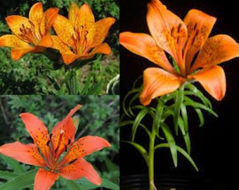 Seeds for planting, Lilium pensylvanicum seeds, Candlestick Lily,~ bulk wholesale seed.