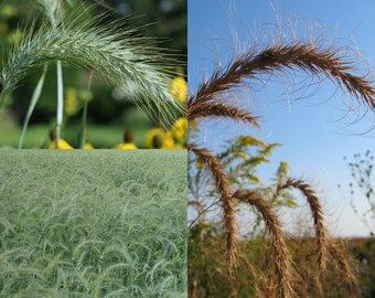 Seeds for planting, Elymus canadensis seeds, Canada wild rye, Canadian wildrye, ~ bulk wholesale seed.