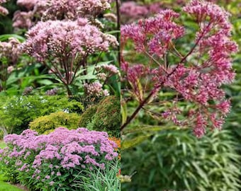 Seeds for planting, Eutrochium maculatum seeds, Joe Pye, Spotted Joe Pye,~ bulk wholesale seed.