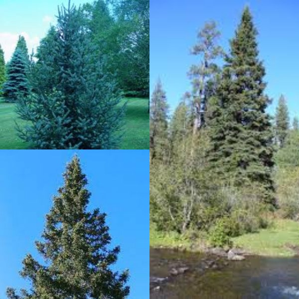 Seeds for planting, Picea pungens AZ Apache seeds, Blue Spruce,~ bulk wholesale seed.