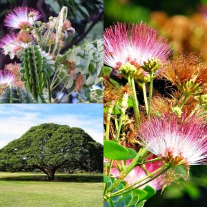 May include: A collage of images featuring a pink flowering tree. The top left image shows close-up pink flowers with green leaves. The top right image shows a close-up of the pink flowers. The bottom image shows a large tree with green leaves.