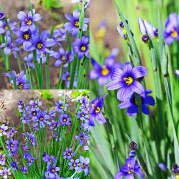 Seeds for planting, Sisyrinchium angustifolium seeds, Common Blue-Eyed Grass, Blueeyed Grass,~ bulk wholesale lot 75 seeds.